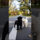 Cute Puppies Walking On The Road #puppy #cute #dog #dogvideos #shorts