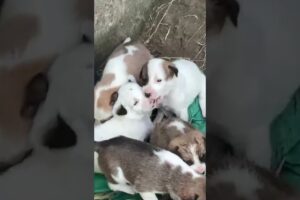 Cute Puppies #cute #puppylife #puppies #video #shorts #viral #shortvideo #videoviral #trending #dog