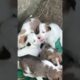 Cute Puppies #cute #puppylife #puppies #video #shorts #viral #shortvideo #videoviral #trending #dog
