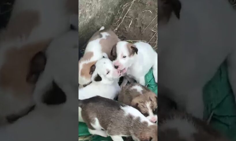 Cute Puppies #cute #puppylife #puppies #video #shorts #viral #shortvideo #videoviral #trending #dog