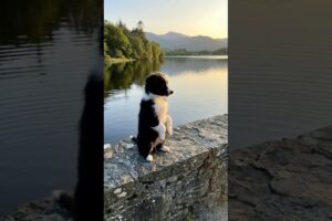 Cute Puppy Funny Video #puppy #dog #funny #dogvideos #viral #shorts