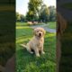 Cute Puppy Playing Funny Video #puppy #cute #pets #funny #dog #viral #shorts