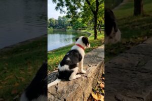 Cute Puppy Video #puppy #cute #pets #funny #dog #dogvideos #viral #shorts