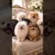 Cute dog video,,cute puppies,,cute video#cute#cuteanimals#ai#trending#viral#puppy#dog#love#cutevideo