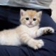 Cute kitten relaxing on its owner's lap, thinking it's its own bed...