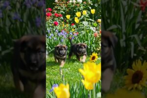 Cute puppies | Too cute puppies | Lovely puppies | Puppies | Cutest puppies | #puppy#dogs#shorts