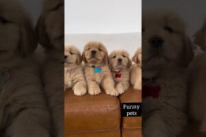 Cute puppies #cutepuppies #beautifulpuppies