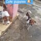 Cute puppies 🐶 #dog #puppy pup #animallife #cute