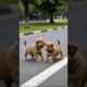 Cute puppies playing funny video #puppy #cute #dog #funny #viral #puppydog #shorts