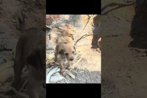 Cute puppies playing together #shorts #cutepuppies #cute #puppies #dog