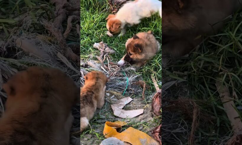 😂🐶Cute puppies playing tug of war #cute #puppy #cutepuppies