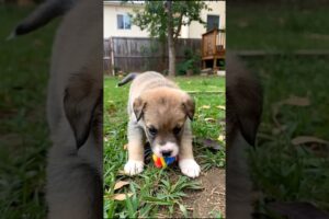 Cute puppy playing with toy 🐕 #puppy #cute #pets #funny #dog #animals #viral #shorts