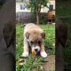 Cute puppy playing with toy 🐕 #puppy #cute #pets #funny #dog #animals #viral #shorts