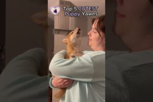 Cutest Dog Yawns Ever – Top 5 Puppies That Melt Your Heart! #pets
