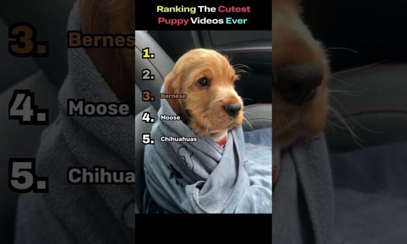 Cutest Puppies Ever… #1 Is Too Cute To Handle 🐶😭🔥