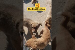 Cutest Puppies Meet Their Best Friend! 🐶❤️#shorts #youtubeshorts