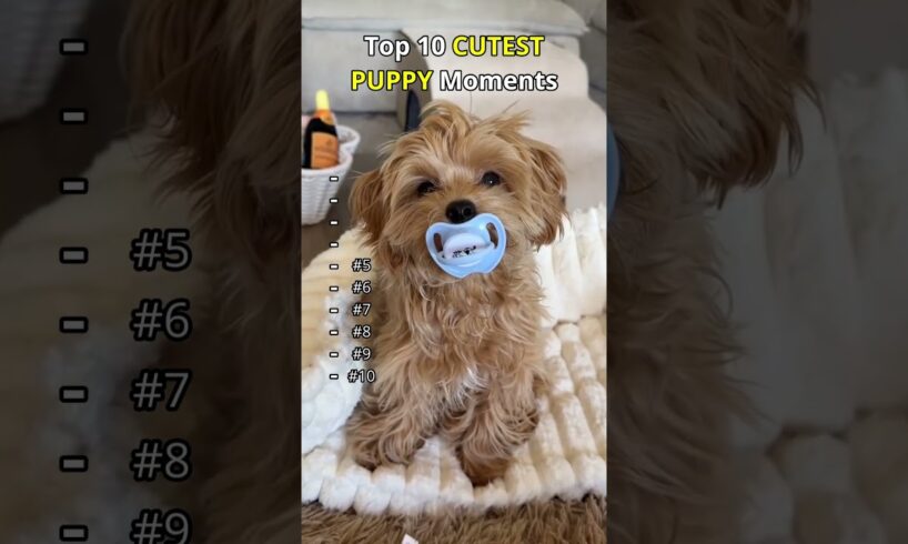 Cutest Puppies You’ll See Today #puppy