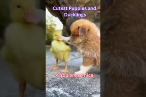 Cutest Puppies and Ducklings #dogshorts  #funniestdogs  #puppy  #duckling