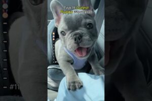 Cutest Puppies #doglove