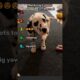 💖 Cutest Puppies on the Net Ranked 🐾 | Most Adorable Puppies Ever! #Shorts