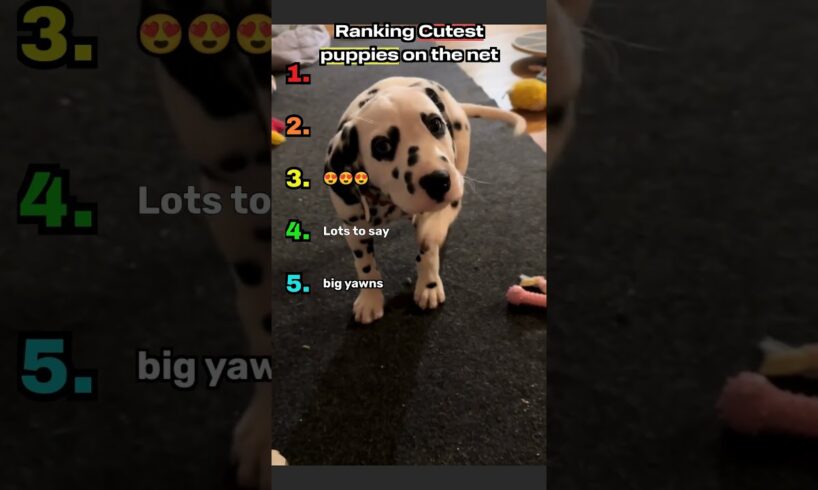 💖 Cutest Puppies on the Net Ranked 🐾 | Most Adorable Puppies Ever! #Shorts