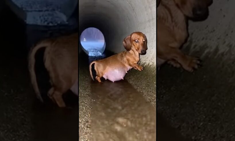 Dachshund Mom Refuses to Leave Her Babies #dogs #rescue