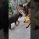 🤣Dad, give me the ball! A German Shepherd puppy and his greedy father.