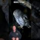 Did you know owls make sounds like these? #animals #owl #animalsounds