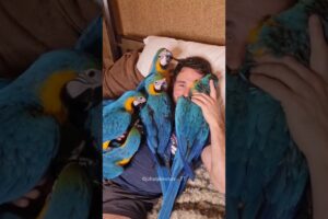 Doctor Adopted Baby Parrots 😍