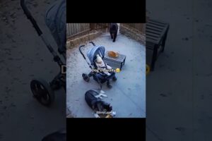 Dog Protects Baby—Heartwarming Moments❤️‍🩹