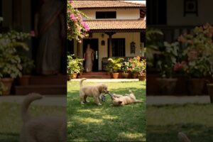 Dogs Playing In The Garden #puppy #dog #funny #viral #shorts