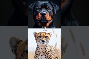 Dogs vs Big Cats