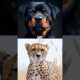 Dogs vs Big Cats