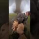 During Tornado, 3 Wolves Took My Golden Retriever From The Farm - Rescue Mission 🐺🌪️