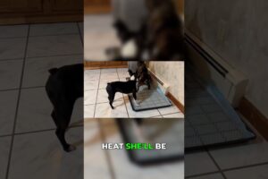 Dusty, Blue, Nugget - Our French Bulldog Babies #frenchbulldog #puppies #cute