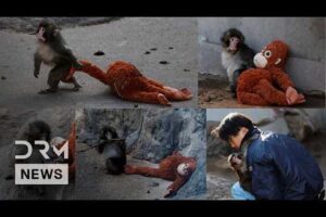 EMOTIONAL STORY: Abandoned Baby Monkey Punch Finds Comfort in Stuffed Orangutan at Zoo | AO1B