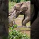 Elephant Fends Off Deadly Crocodile To Save It's Baby! #rescue #animals #Wildlife