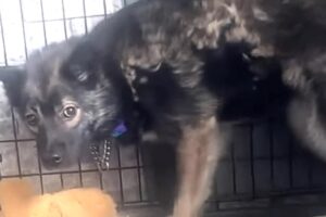 Feral dog was terrified of woman so she took him home