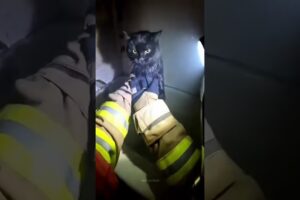 Firefighter Rescues Kitten Trapped In House Fire!