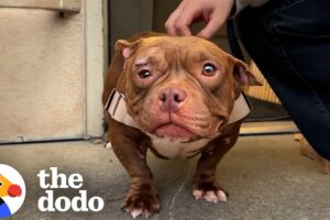 Foster Can't Stop Sleeping Once She's Safe —Until “Guppy Mode” Activated | The Dodo