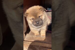Funny Cute Puppies #shorts #cute