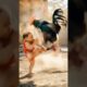 Funny rooster fighting with baby 👶 🐓