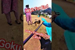 Goku Friendly Dog Catch Trailer #dogwithpublicsafety #dog #goku #pets #ytviral #shorts #rescue