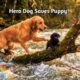 Golden Retriever Rescues Puppy Trapped in Flood  | Real Animal Rescue Story #shorts