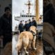 Golden Retriever Rescues The Crew from The Ship before Disaster struck #dog #rescue #animals