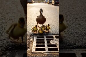 Golden Retriever Saves Cute Ducklings — Heartwarming Rescue🦆❤️ #dog #goldenretriever #animalrescue