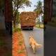 Golden Retriever Stops Truck — Saves Tied-Up Puppy! 🚨🐶 #goldenretriever #rescue #animals #dog #dogs