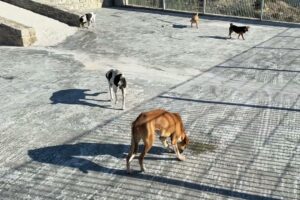 Good Morning From Luna With a Happy Tail! - Takis Shelter