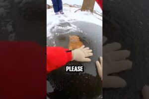 He Dove Into FROZEN ICE😱🐱…to Save This Cat #animalrescue #catrescue