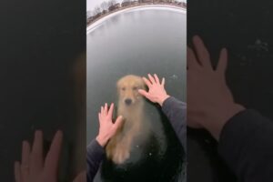 He RISKED EVERYTHING😱 to save this puppy🐶 #animalrescue  #dogrescue